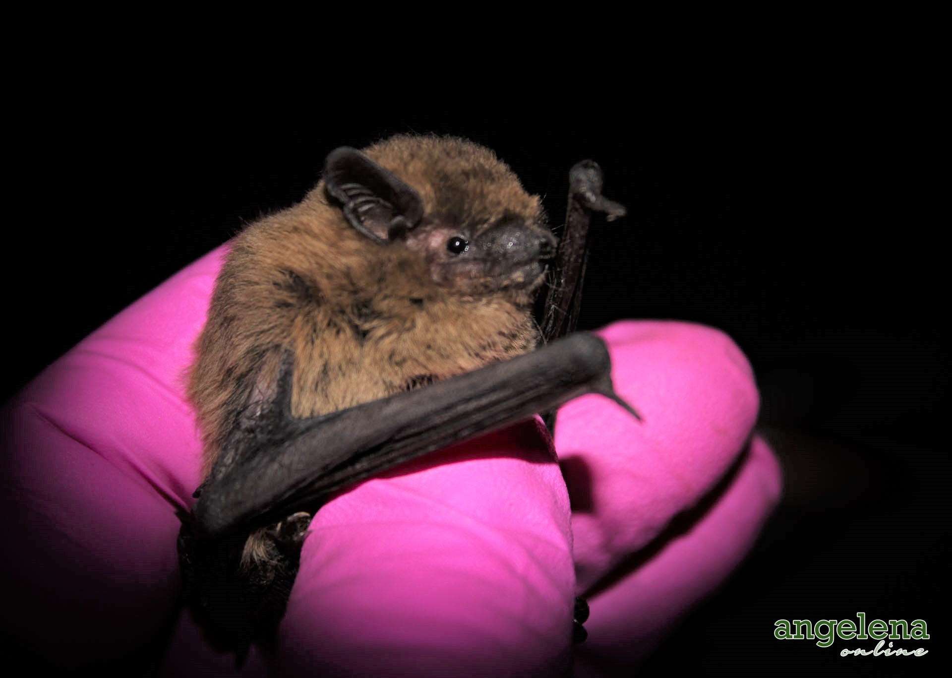 Pipistrelle bat (England)