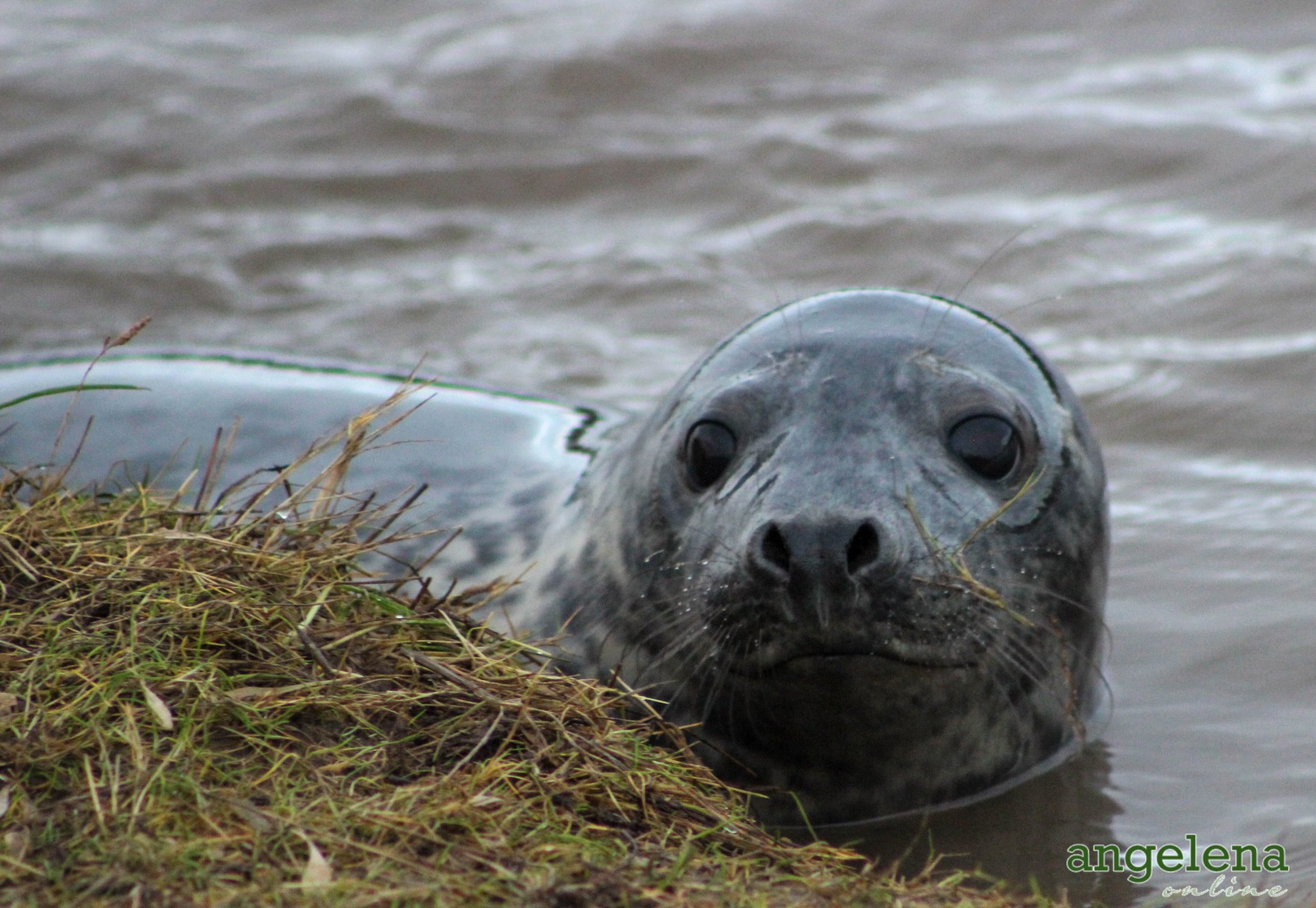 Seal Donna Nook (1 Of 1)