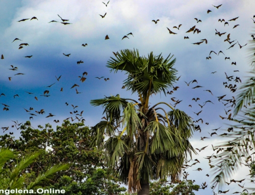 Come On A Bat Survey