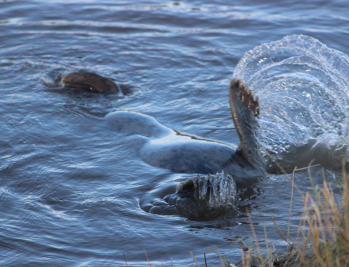 Donna Nook