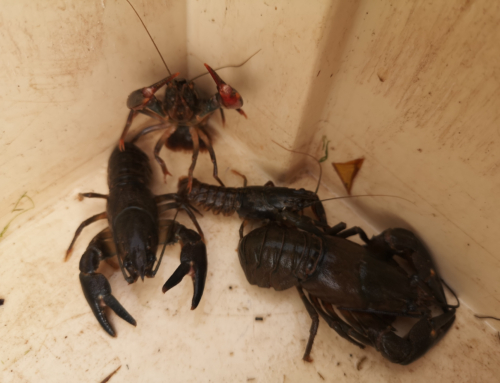 Waders Ready, Crayfish Go!